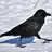 CCCrow