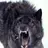 RogueWolf
