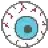 ZalenToki
