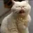 RamenCat