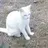 Sebathecat