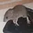 Ryuu1234