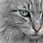 MaineCoon